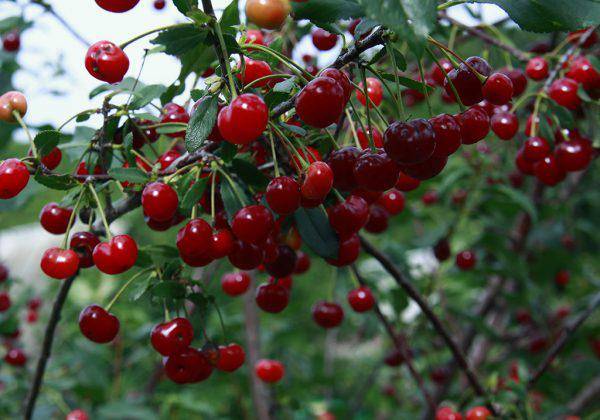 Cherry varieties: for the Urals, Moscow region, self-fertile, undersized