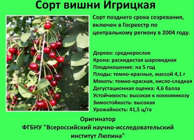 Cherry varieties: for the Urals, Moscow region, self-fertile, undersized