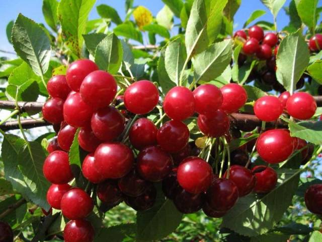 Cherry varieties: for the Urals, Moscow region, self-fertile, undersized