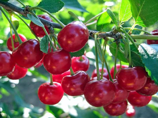 Cherry varieties: for the Urals, Moscow region, self-fertile, undersized