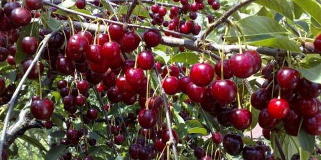 Cherry varieties: for the Urals, Moscow region, self-fertile, undersized