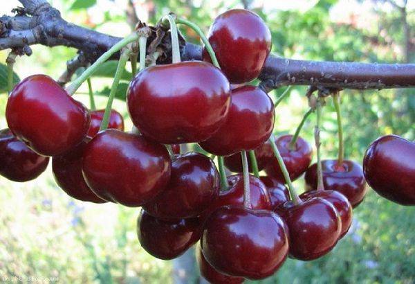 Cherry varieties: for the Urals, Moscow region, self-fertile, undersized