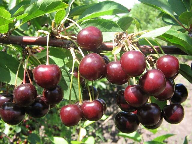 Cherry varieties: for the Urals, Moscow region, self-fertile, undersized