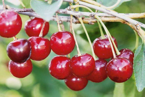 Cherry varieties: for the Urals, Moscow region, self-fertile, undersized