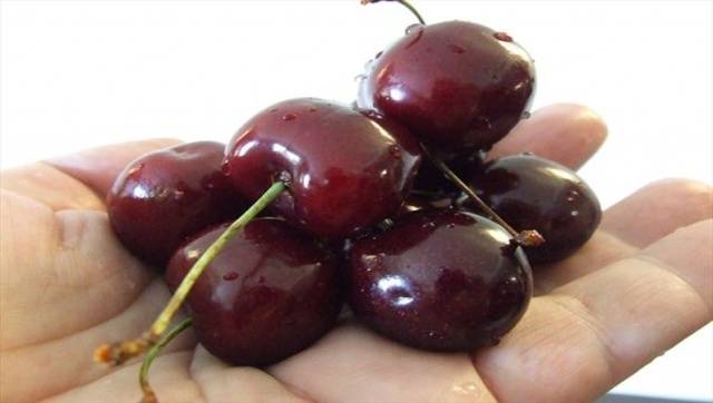 Cherry varieties: for the Urals, Moscow region, self-fertile, undersized