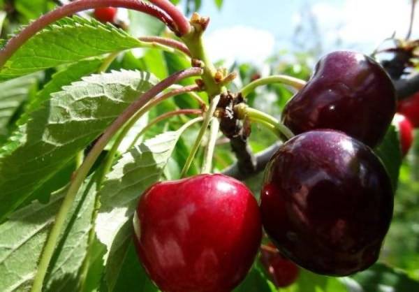 Cherry varieties: for the Urals, Moscow region, self-fertile, undersized