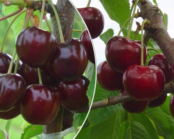 Cherry varieties: for the Urals, Moscow region, self-fertile, undersized