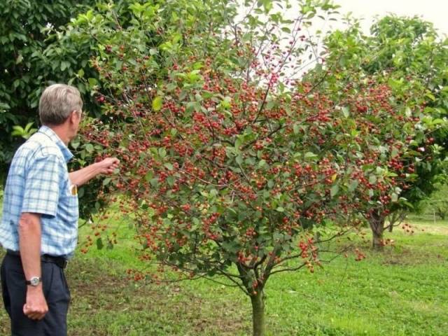 Cherry varieties: for the Urals, Moscow region, self-fertile, undersized