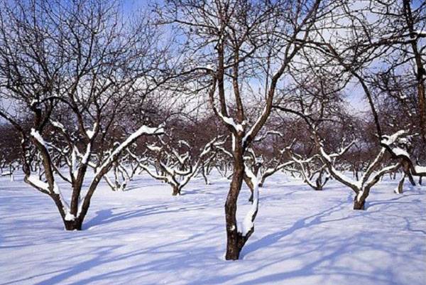 Cherry varieties: for the Urals, Moscow region, self-fertile, undersized