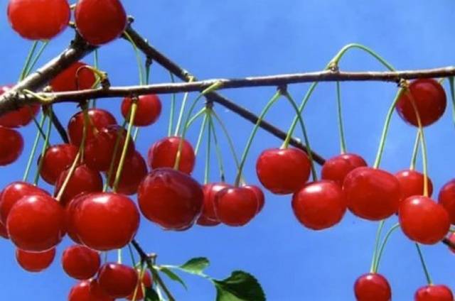 Cherry varieties: for the Urals, Moscow region, self-fertile, undersized