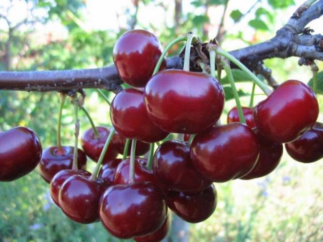 Cherry varieties: for the Urals, Moscow region, self-fertile, undersized