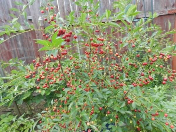 Cherry varieties: for the Urals, Moscow region, self-fertile, undersized