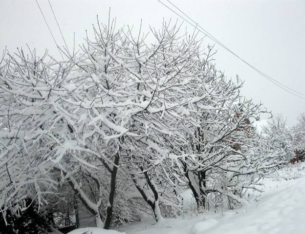 Cherry varieties: for the Urals, Moscow region, self-fertile, undersized