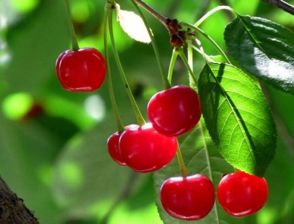 Cherry varieties: for the Urals, Moscow region, self-fertile, undersized