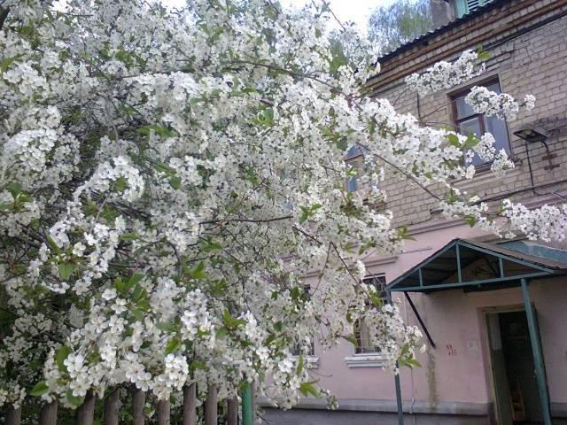 Cherry varieties: for the Urals, Moscow region, self-fertile, undersized