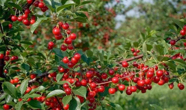 Cherry varieties: for the Urals, Moscow region, self-fertile, undersized