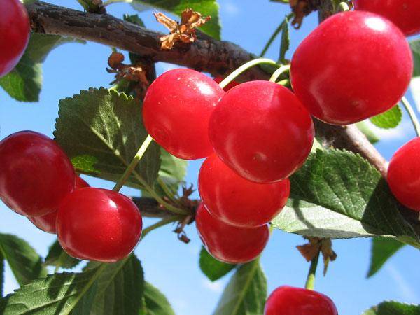 Cherry varieties: for the Urals, Moscow region, self-fertile, undersized