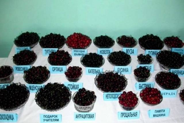 Cherry varieties: for the Urals, Moscow region, self-fertile, undersized