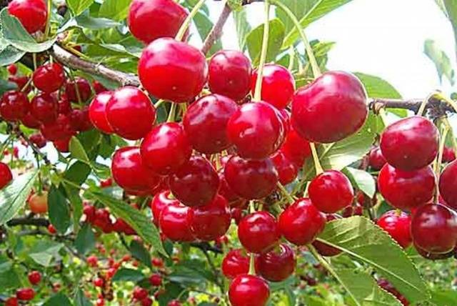 Cherry varieties: for the Urals, Moscow region, self-fertile, undersized