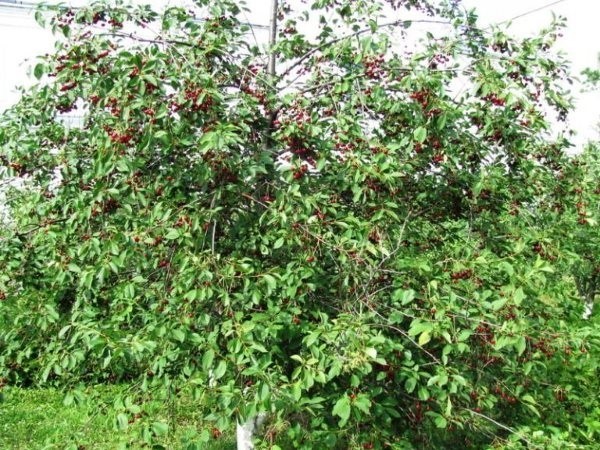 Cherry variety Dawn of the Volga region