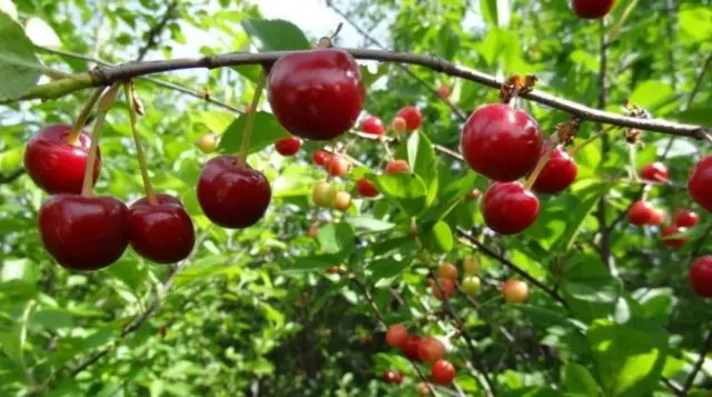 Cherry variety Dawn of the Volga region