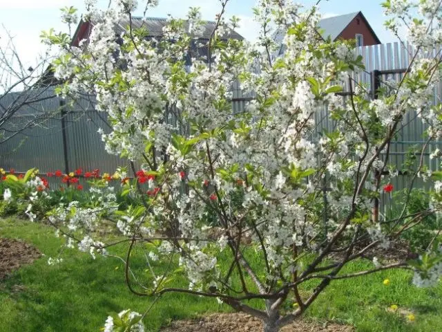 Cherry variety Dawn of the Volga region