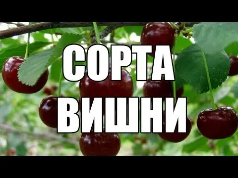 Cherry variety Dawn of the Volga region