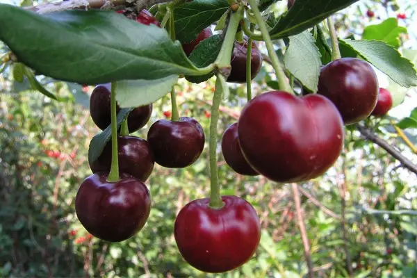 Cherry variety Nadezhda: description, characteristics, features of care