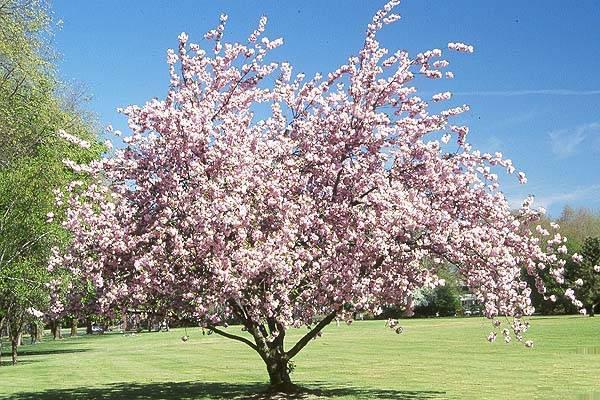 Cherry variety Nadezhda: description, characteristics, features of care