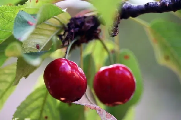 Cherry variety Nadezhda: description, characteristics, features of care