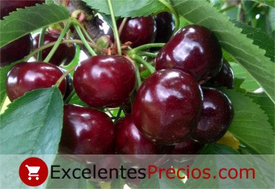 Cherry variety Nadezhda: description, characteristics, features of care