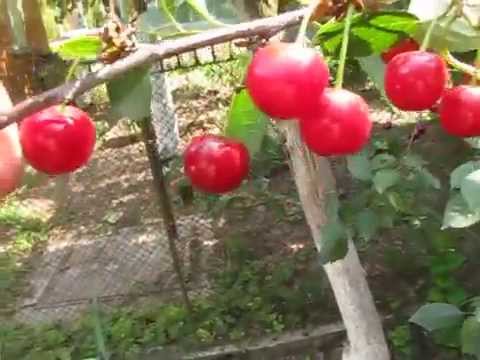 Cherry variety Podbelskaya: description with photo and advantages