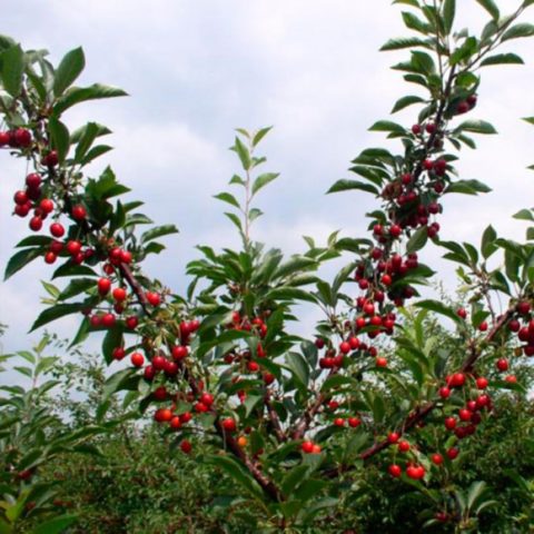 Cherry variety Zhivitsa: photo and description, characteristics, planting and care