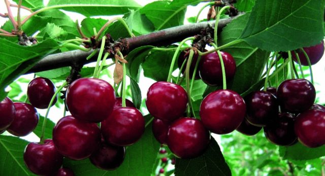 Cherry variety Zhivitsa: photo and description, characteristics, planting and care