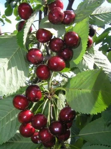 Cherry Veda