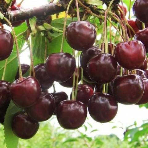 Cherry Veda