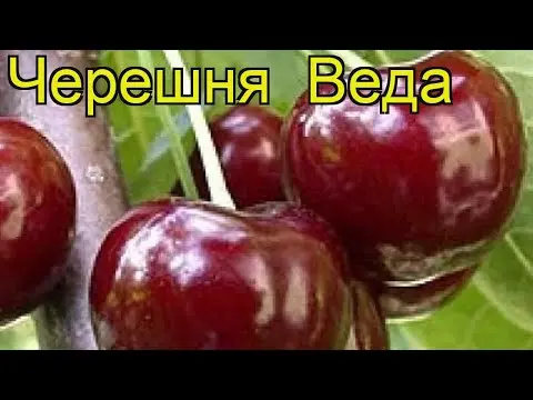 Cherry Veda