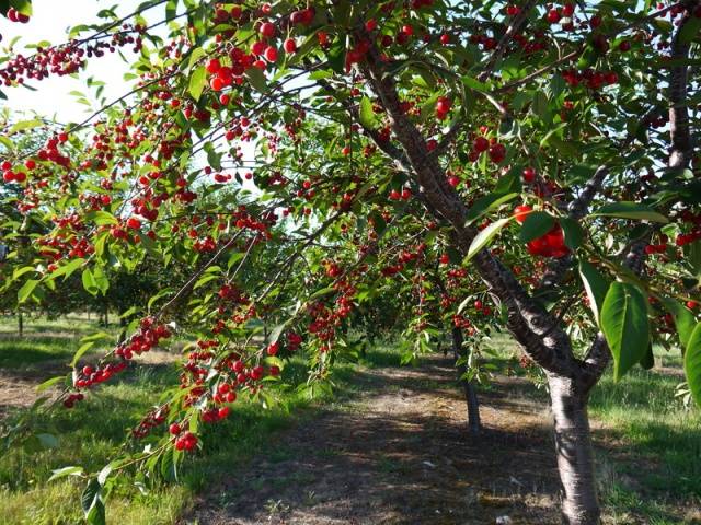 Cherry Vladimirskaya