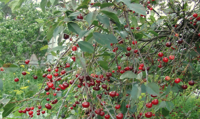 Cherry Vladimirskaya