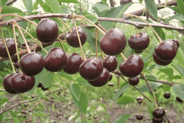 Cherry Vladimirskaya