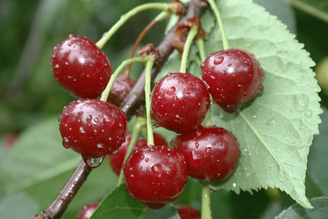 Cherry Vladimirskaya