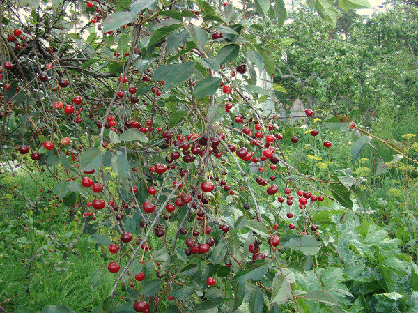 Cherry Vladimirskaya