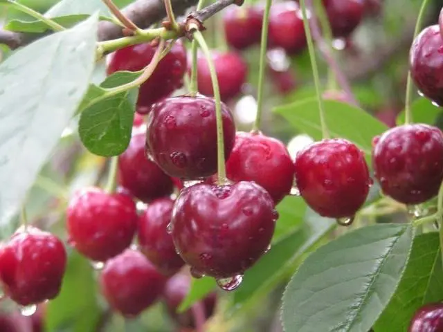 Cherry Volochaevka