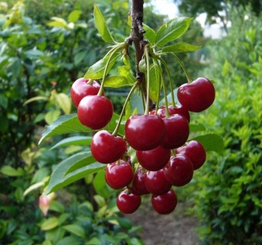 Cherry Volochaevka