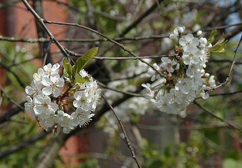 Cherry Volochaevka