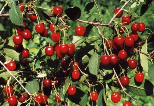 Cherry Volochaevka