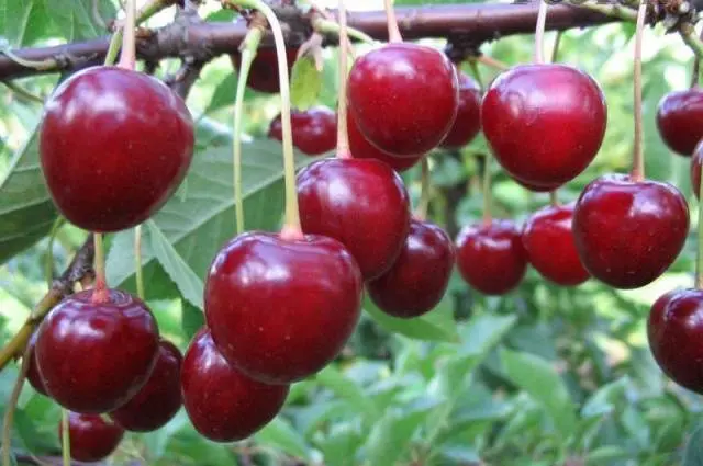 Cherry Volochaevka