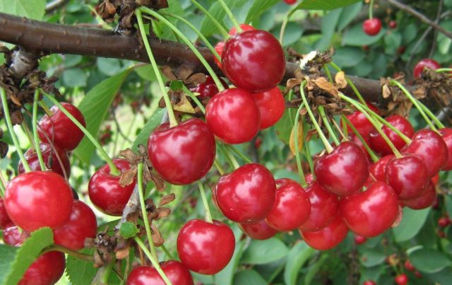 Cherry Vyanok: variety description, photos, reviews, pollinators