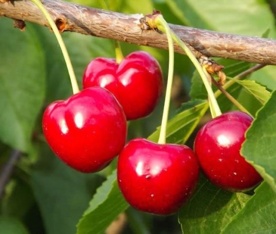 Cherry Vyanok: variety description, photos, reviews, pollinators