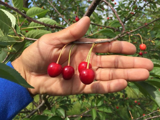 Cherry Vyanok: variety description, photos, reviews, pollinators